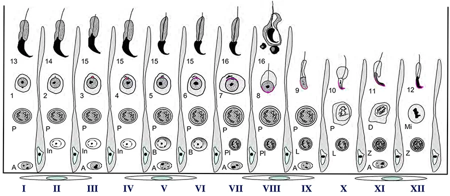 Drawing of the germ cells in each stage of the cycle